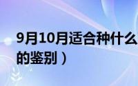 9月10月适合种什么菜（10月08日甲醛白菜的鉴别）