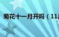 菊花十一月开吗（11月15日菊花种植方法）