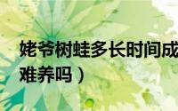 姥爷树蛙多长时间成年（11月16日姥爷树蛙难养吗）