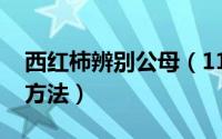 西红柿辨别公母（11月16日西红柿公母鉴别方法）