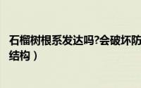 石榴树根系发达吗?会破坏防水吗?（11月16日石榴树的根系结构）