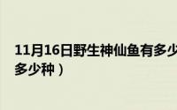 11月16日野生神仙鱼有多少种呢（11月16日野生神仙鱼有多少种）