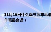 11月16日什么季节剪羊毛最合适呢（11月16日什么季节剪羊毛最合适）