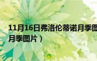 11月16日弗洛伦蒂诺月季图片大全（11月16日弗洛伦蒂诺月季图片）