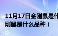 11月17日金刚鼠是什么品种的（11月17日金刚鼠是什么品种）