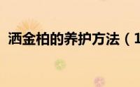 洒金柏的养护方法（11月17日洒金柏寓意）