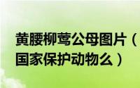 黄腰柳莺公母图片（11月17日黄腰柳莺属于国家保护动物么）