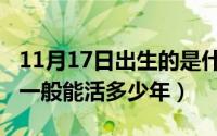 11月17日出生的是什么（11月17日蛇的寿命一般能活多少年）