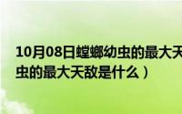 10月08日螳螂幼虫的最大天敌是什么呢（10月08日螳螂幼虫的最大天敌是什么）