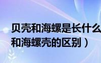 贝壳和海螺是长什么样子的（11月18日贝壳和海螺壳的区别）