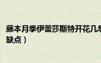 藤本月季伊蕾莎斯特开花几季（11月18日伊雷萨斯特月季优缺点）