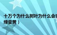 十万个为什么树叶为什么会变黄（10月08日树叶为什么会由绿变黄）