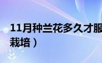 11月种兰花多久才服盆（11月18日兰花怎样栽培）