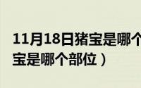 11月18日猪宝是哪个部位出生（11月18日猪宝是哪个部位）