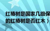 红椿树是国家几级保护植物（10月08日云南的红椿树是否红木）