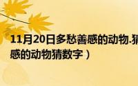 11月20日多愁善感的动物.猜数字是什么（11月20日多愁善感的动物猜数字）