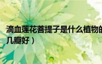 滴血莲花菩提子是什么植物的种子（11月19日滴血莲花菩提几瓣好）