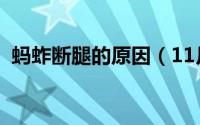 蚂蚱断腿的原因（11月19日蚂蚱腿怎么断）