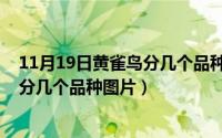 11月19日黄雀鸟分几个品种图片及名称（11月19日黄雀鸟分几个品种图片）