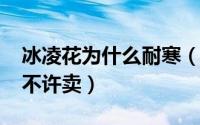 冰凌花为什么耐寒（10月08日冰凌花为什么不许卖）