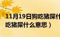 11月19日狗吃猪屎什么意思呀（11月19日狗吃猪屎什么意思）