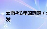 云南4亿年的蝴蝶（云南超1.5亿只蝴蝶大爆发