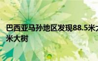 巴西亚马孙地区发现88.5米大树苗 巴西亚马孙地区发现88.5米大树