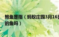 鲍鱼是指（蚂蚁庄园3月16日今日答案是什么？鲍鱼是真正的鱼吗）