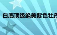 白底顶级绝美紫色牡丹 这些牡丹你未曾见过