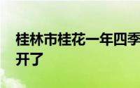 桂林市桂花一年四季都开吗 桂林的桂花终于开了