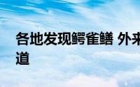 各地发现鳄雀鳝 外来凶兽鳄雀鳝惊现野外河道