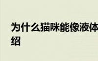 为什么猫咪能像液体一样缩在盒子里 猫的介绍