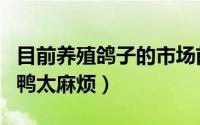 目前养殖鸽子的市场前景怎么样（猪不让养鸡鸭太麻烦）