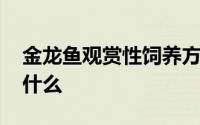 金龙鱼观赏性饲养方法 金龙鱼饲养需要注意什么