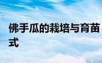 佛手瓜的栽培与育苗 佛手瓜繁殖育苗的3种方式