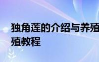 独角莲的介绍与养殖方法 独角莲的介绍和养殖教程