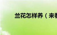 兰花怎样养（来看看详细养殖方法