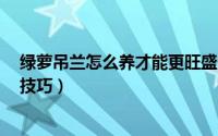 绿萝吊兰怎么养才能更旺盛长得快（养绿萝吊兰掌握好5个技巧）