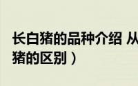 长白猪的品种介绍 从3个维度看大白猪与长白猪的区别）