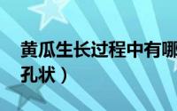 黄瓜生长过程中有哪些病虫害 黄瓜叶片呈穿孔状）