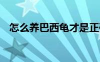 怎么养巴西龟才是正确的 如何饲养巴西龟