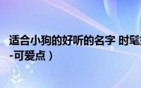 适合小狗的好听的名字 时髦好听的宠物小狗名字大全有讲究-可爱点）