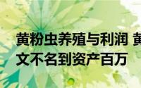 黄粉虫养殖与利润 黄粉虫养殖让小伙儿从一文不名到资产百万