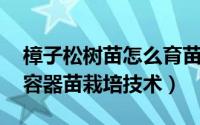 樟子松树苗怎么育苗 猴樟苗存活率高一年生容器苗栽培技术）