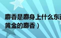 麝香是麝身上什么东西分泌出来的（被誉为软黄金的麝香）