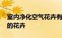 室内净化空气花卉有哪些 盘点可以净化空气的花卉