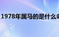 1978年属马的是什么命（1978年出生的命运