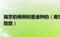 南京的梧桐树是谁种的（南京第一棵梧桐树1872年种植在石鼓路）