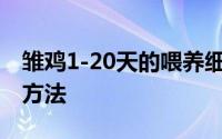 雏鸡1-20天的喂养细节 关于雏鸡喂养的这个方法