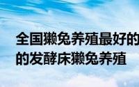 全国獭兔养殖最好的是哪里 养殖业大受欢迎的发酵床獭兔养殖